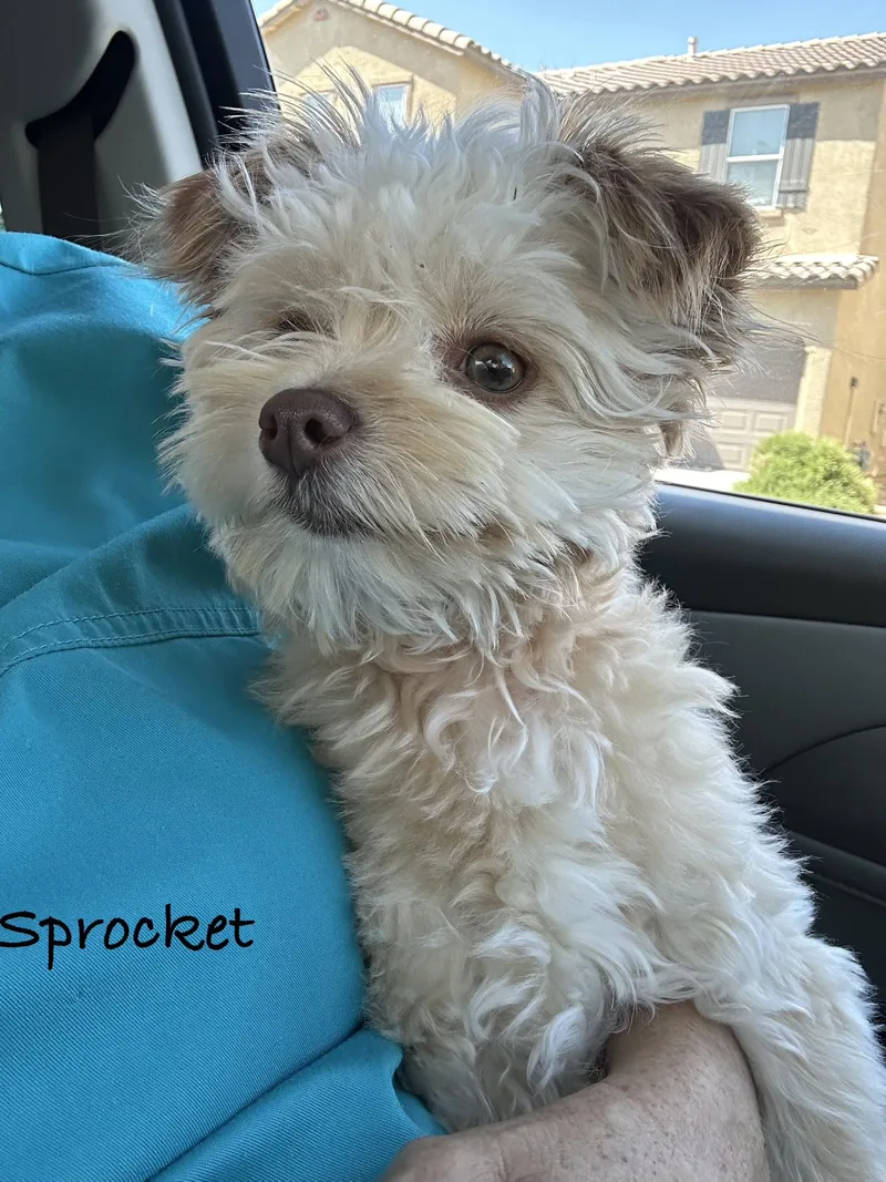 Sprocket thumbnail 3