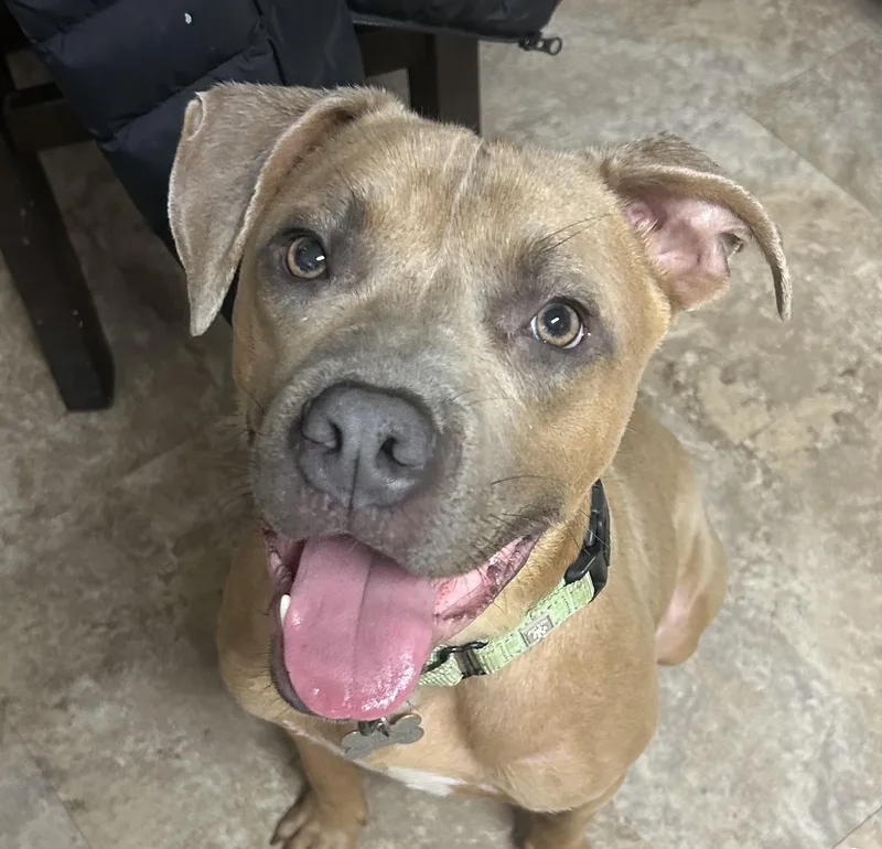 A young medium-sized male Yellow / Tan / Blond / Fawn American Bulldog dog named Scooby Doo for adoption in Andover, MA