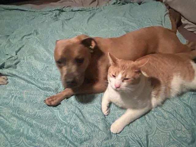 Scooby Doo thumbnail 3