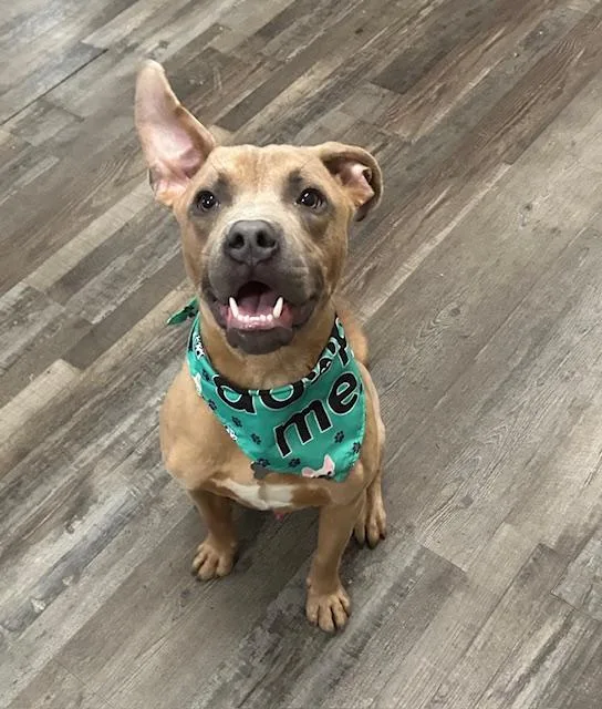 Scooby Doo thumbnail 4