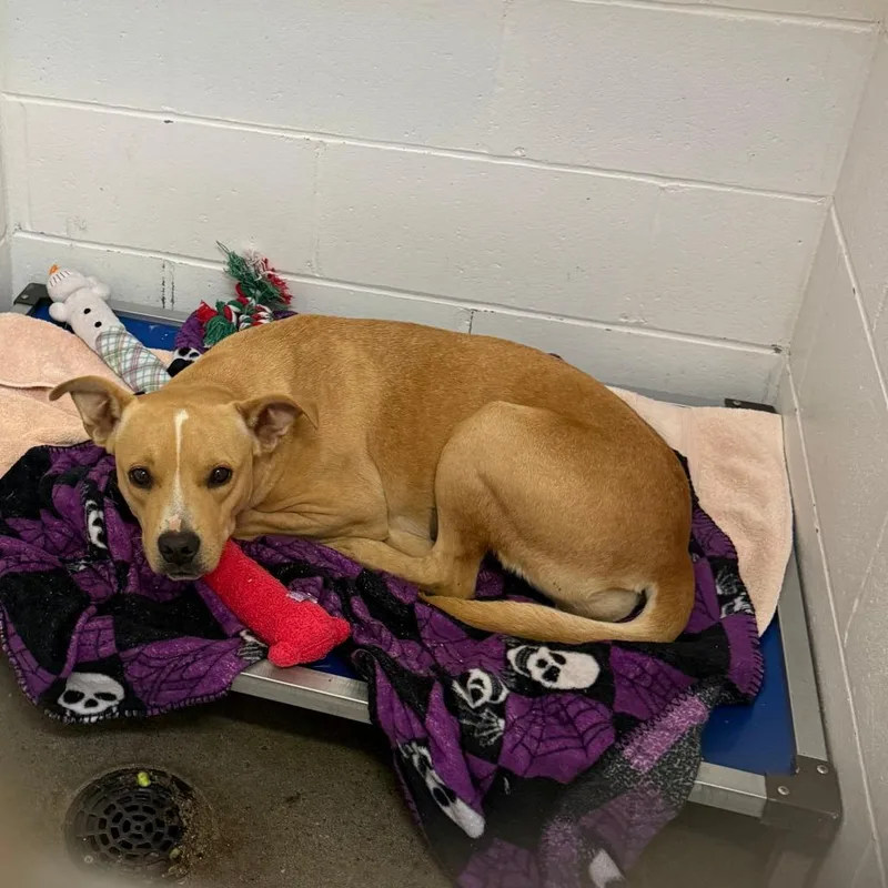 A young medium-sized female Yellow / Tan / Blond / Fawn Pit Bull Terrier dog named Rhoda for adoption in Enterprise, AL