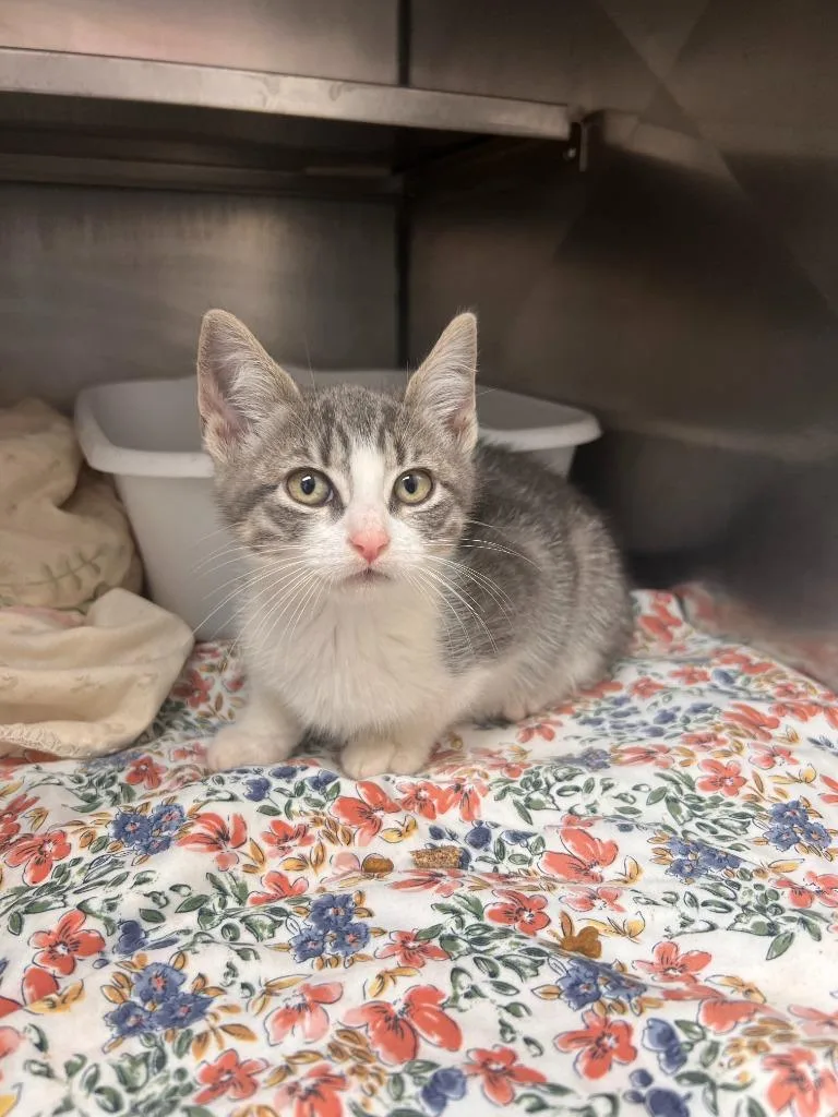 A baby medium-sized female Domestic Short Hair cat named Jamie Marie for adoption in Pomona, NY