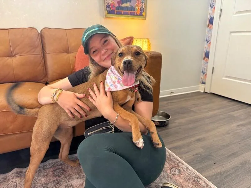 A young medium-sized female Yellow / Tan / Blond / Fawn Pit Bull Terrier dog named Penny Pocket Pittie for adoption in Friendswood, TX