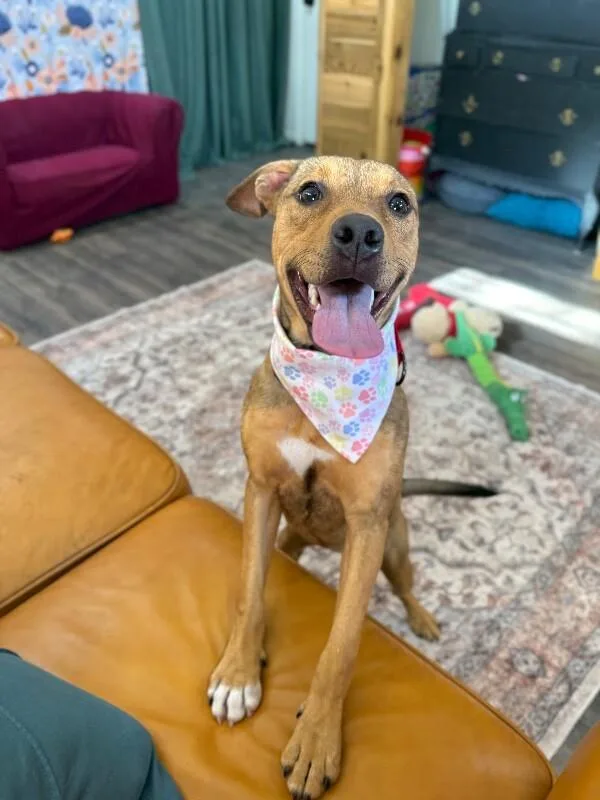 Penny Pocket Pittie thumbnail 2