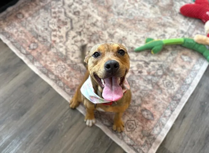 Penny Pocket Pittie thumbnail 3