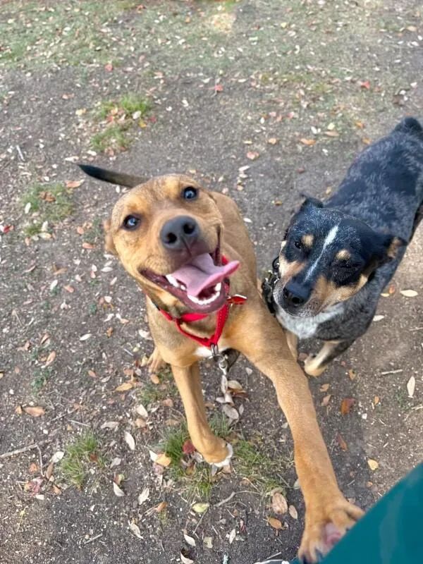 Penny Pocket Pittie thumbnail 4