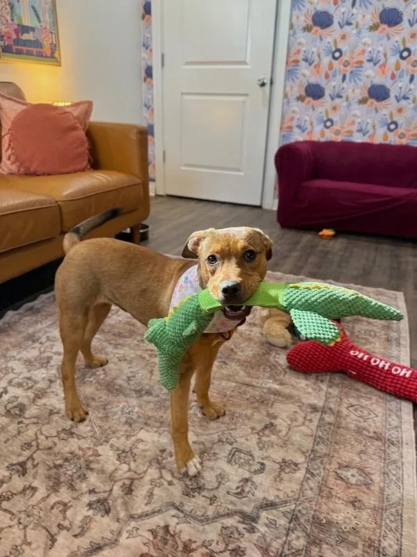 Penny Pocket Pittie thumbnail 5