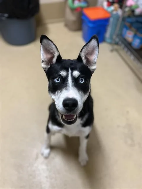 A young large-sized male Siberian Husky dog named Naurto for adoption in Chula Vista, CA