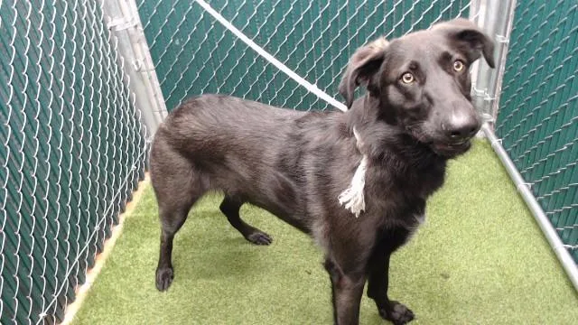A young medium-sized female German Shepherd Dog dog named Lola for adoption in Downey, CA
