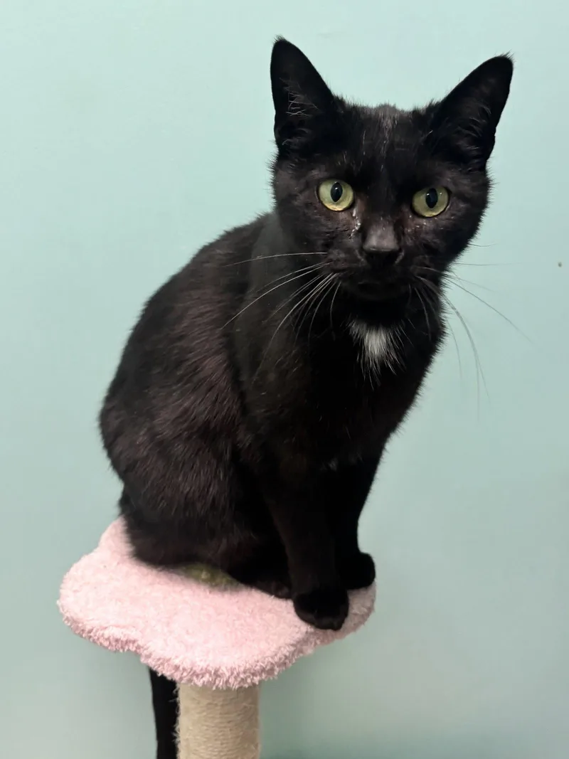 An adult medium-sized female Black Domestic Short Hair cat named Delilah for adoption in Rochester, NY