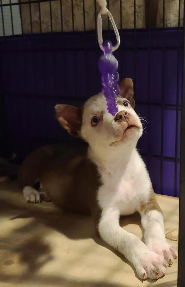 Valentino thumbnail 4