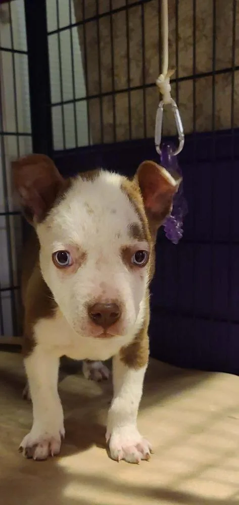 Valentino thumbnail 6