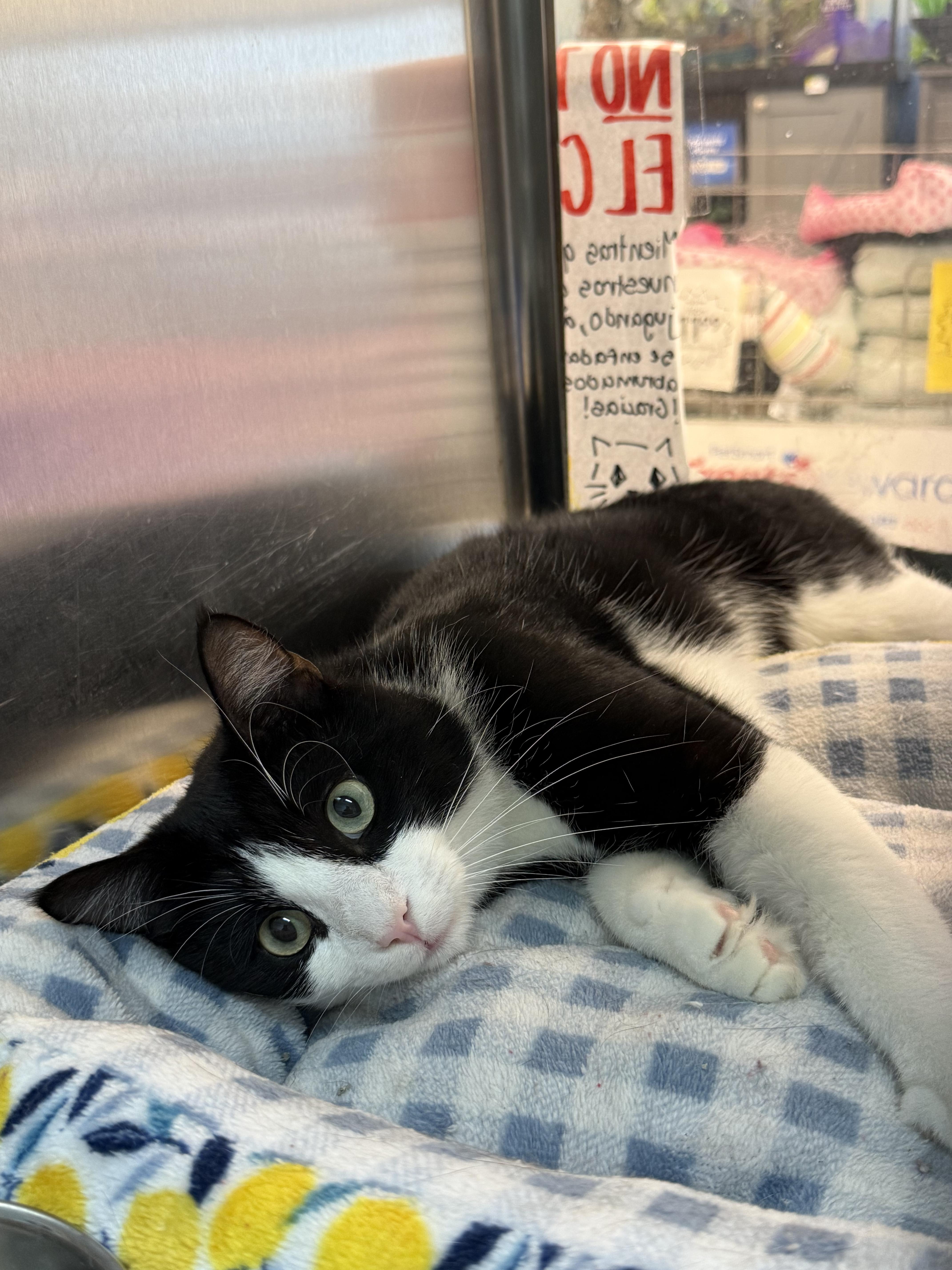 A young medium-sized male Black & White / Tuxedo Domestic Short Hair cat named Hot Dog for adoption in Worcester, MA