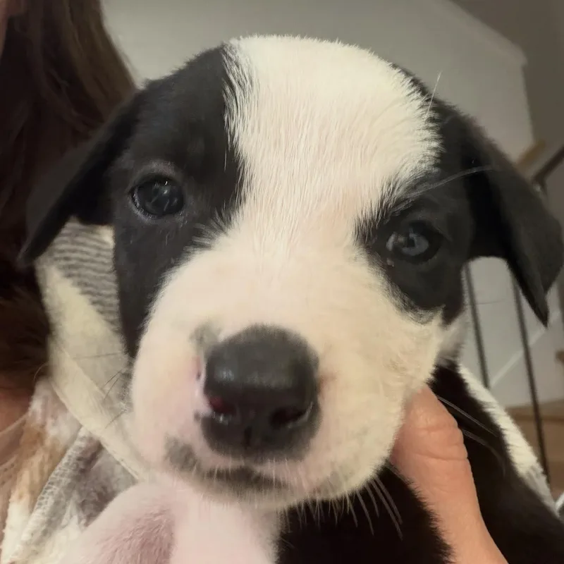 A baby medium-sized female Mixed Breed dog named Puppies for adoption in Wilsall, MT