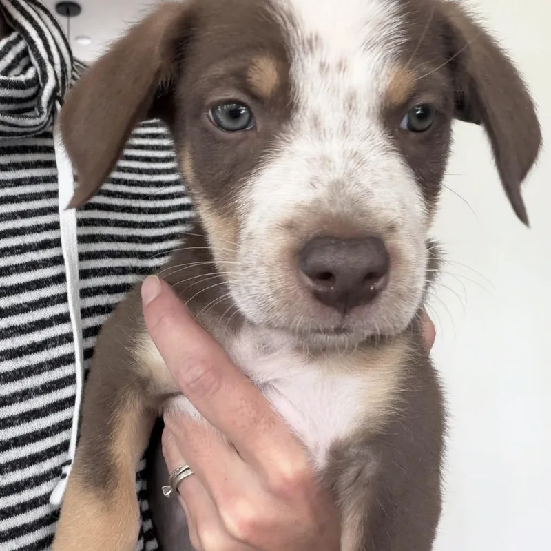 Puppies thumbnail 2