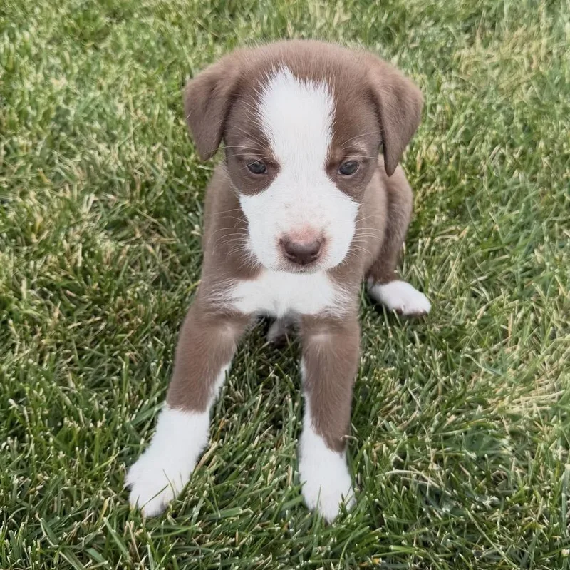 Puppies thumbnail 3
