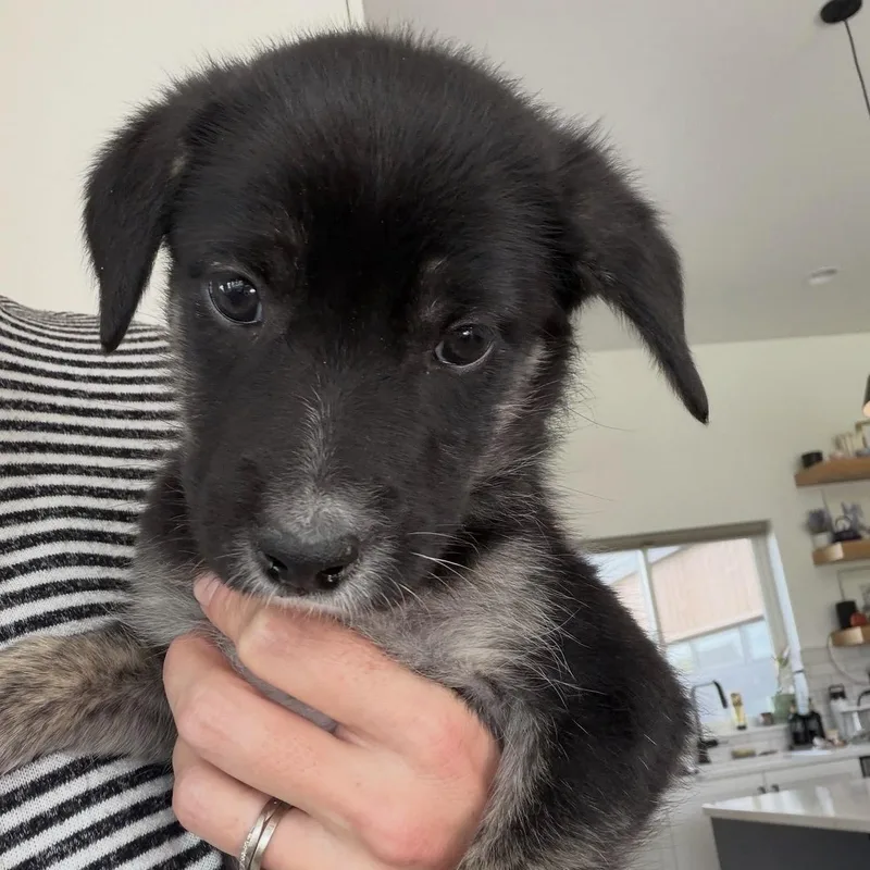 Puppies thumbnail 4
