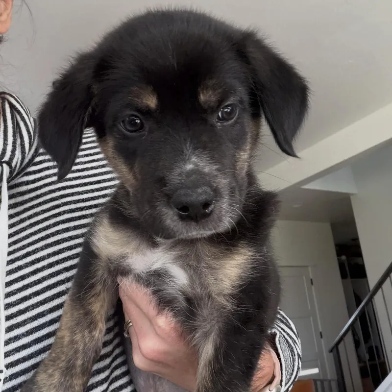 Puppies thumbnail 5