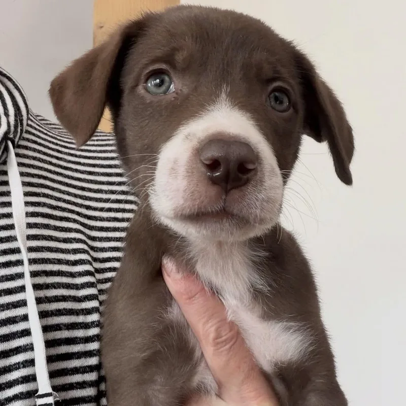 Puppies thumbnail 6