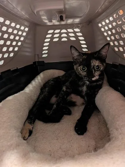 An adult small-sized female Domestic Short Hair cat named Manches for adoption in Atlanta, GA