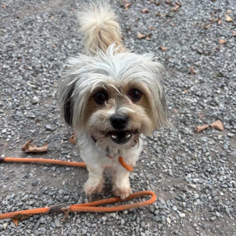 A senior small-sized female Yellow / Tan / Blond / Fawn Shih Tzu dog named Daisy for adoption in York, PA