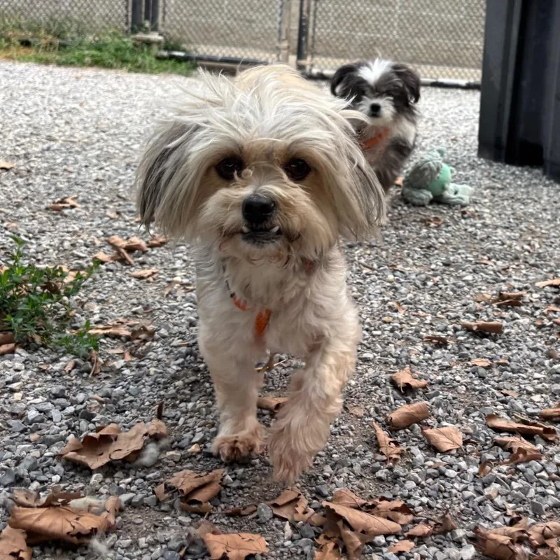 Daisy thumbnail 4