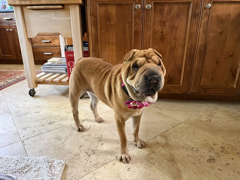 An adult medium-sized female Shar-Pei dog named Maggie Lu for adoption in Lake Forest, CA
