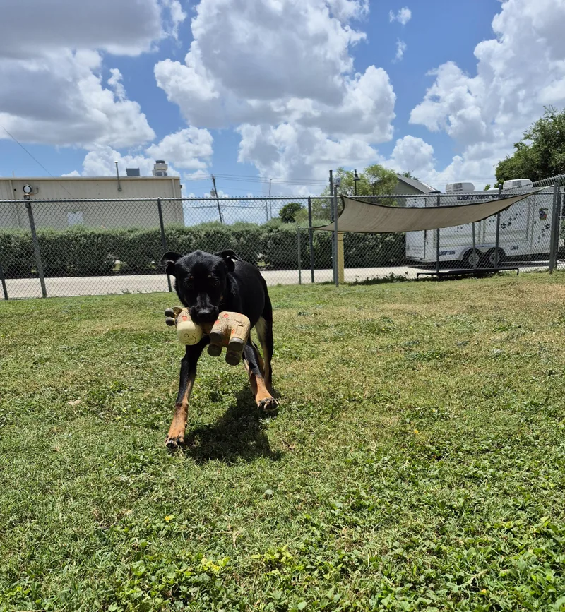 An adult medium-sized female Shepherd dog named Yolanda for adoption in Schertz, TX