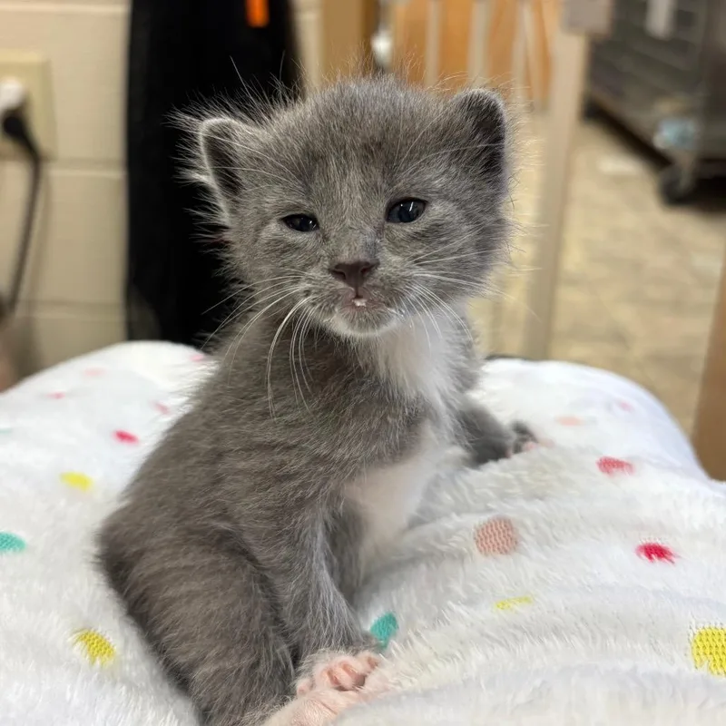 A baby small-sized male Gray / Blue / Silver Domestic Short Hair cat named Pesto for adoption in Birdsboro, PA