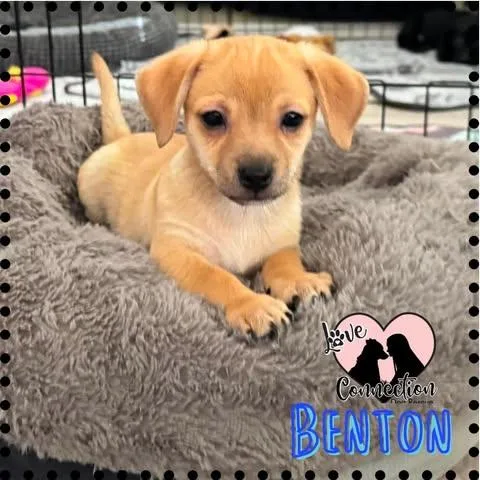 Benton