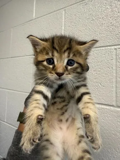 A baby small-sized male Domestic Short Hair cat named Yen for adoption in Sevierville, TN
