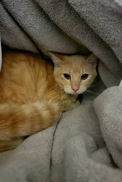 A young large-sized male Domestic Short Hair cat named Shylow for adoption in Saint Peters, MO