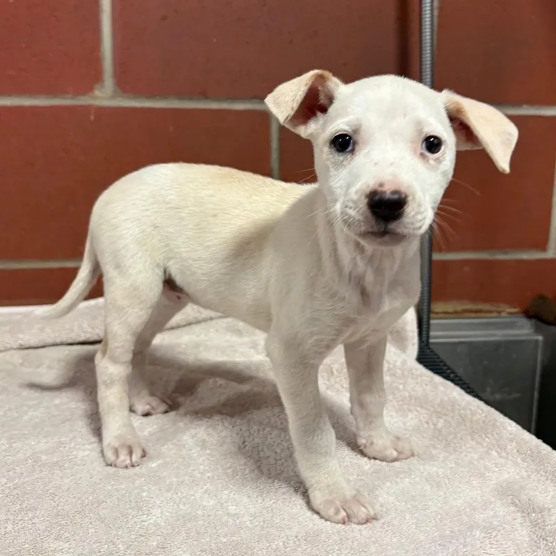 A baby small-sized female White / Cream Terrier dog named Jersey for adoption in Cabot, AR