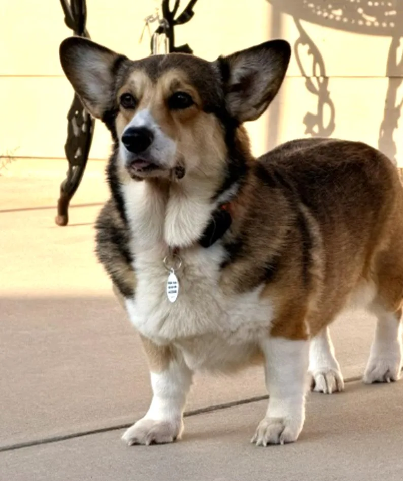 An adult medium-sized female Pembroke Welsh Corgi dog named Glory for adoption in Arlington, TX