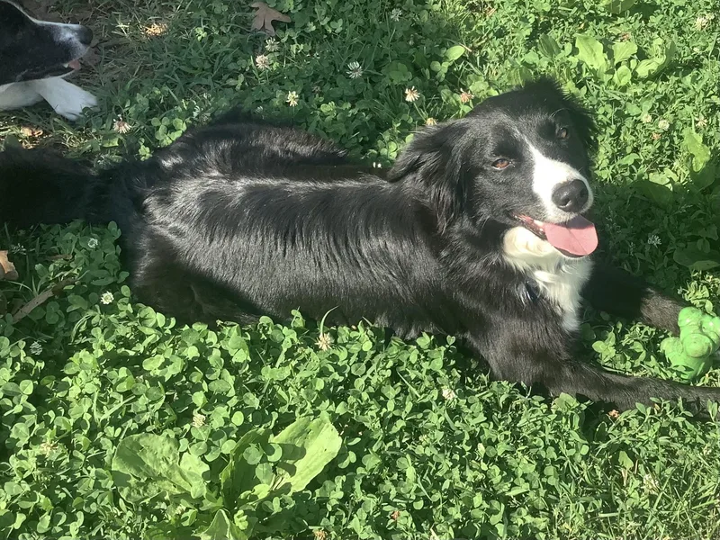 An adult medium-sized female Black Border Collie dog named Skylar for adoption in Culpeper, VA