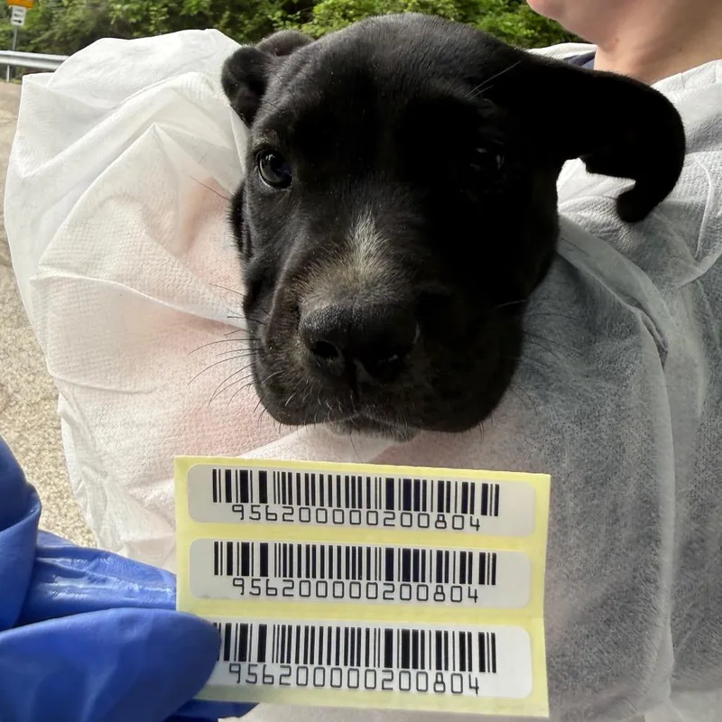 A baby small-sized female Black Mixed Breed dog named Daphne for adoption in Charleston, WV