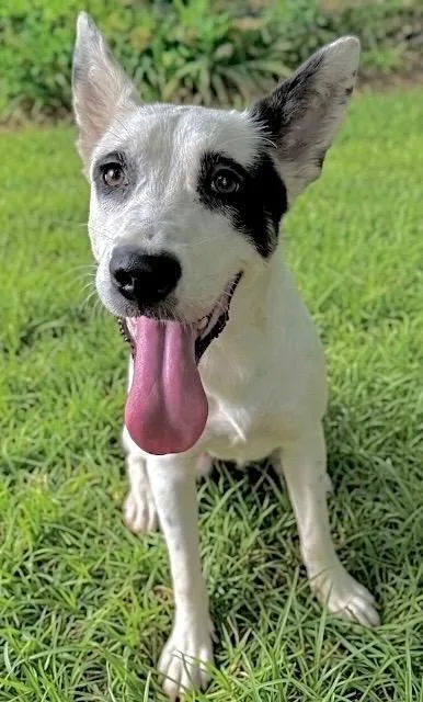 A baby medium-sized female Australian Cattle Dog / Blue Heeler dog named Breezy for adoption in Princeton, MA