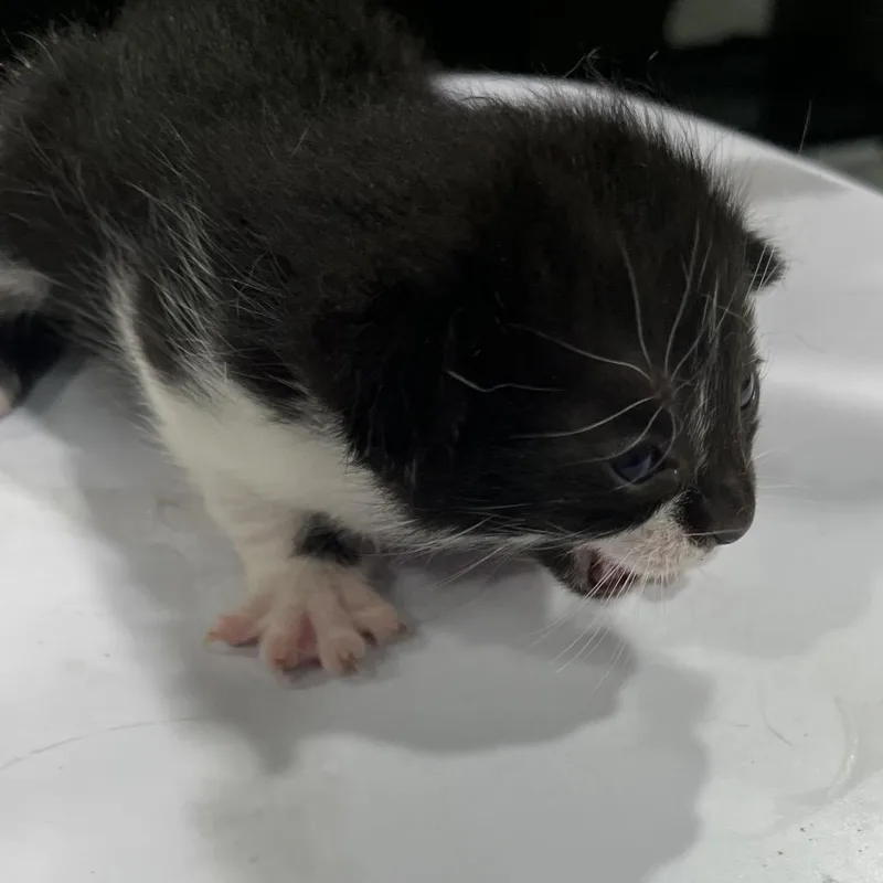 A baby small-sized female Black Domestic Short Hair cat named Bashful for adoption in Tampa, FL