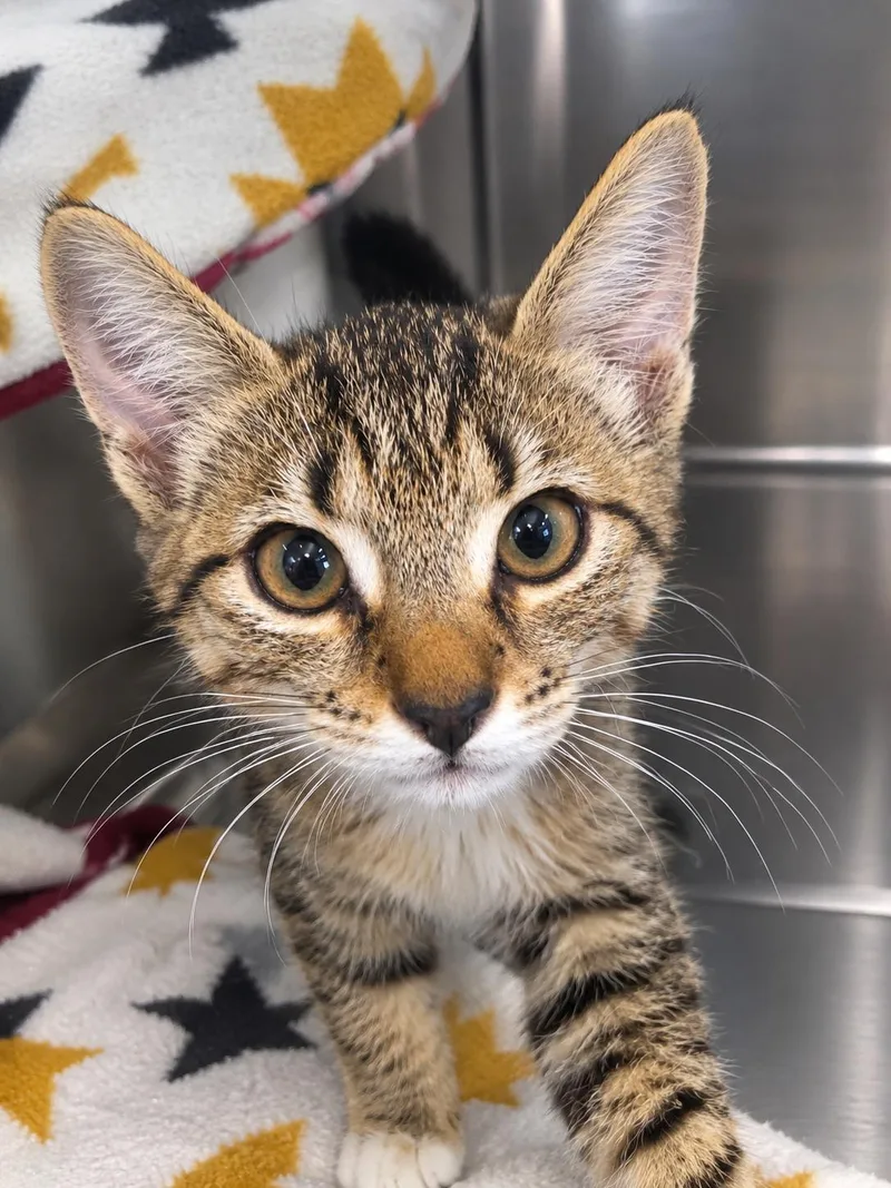 A baby medium-sized male Domestic Short Hair cat named Freddie Mac for adoption in Winfield, KS