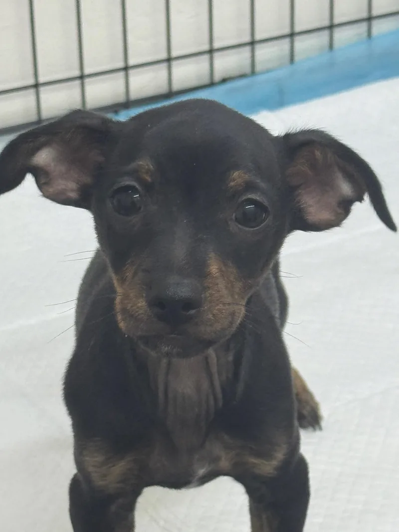 A baby small-sized male Bicolor Chihuahua dog named Raxtax for adoption in Sonora, CA