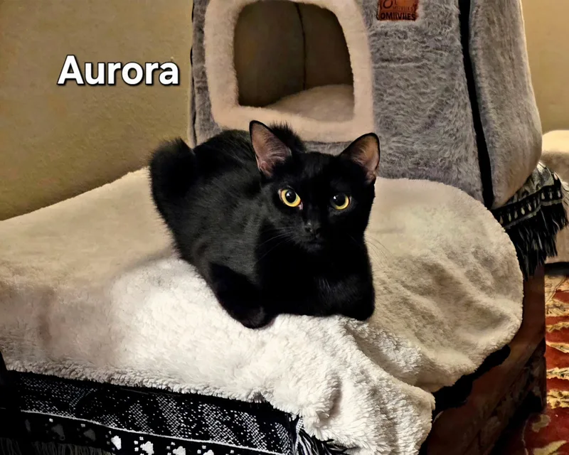 A young medium-sized female Black Domestic Short Hair cat named Aurora for adoption in Redondo Beach, CA