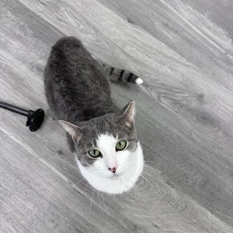 An adult medium-sized male Tabby (Gray / Blue / Silver) Domestic Short Hair cat named Jackjack for adoption in Blaine, MN