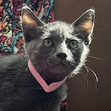 A baby small-sized female Russian Blue cat named Sakura for adoption in Liverpool, TX