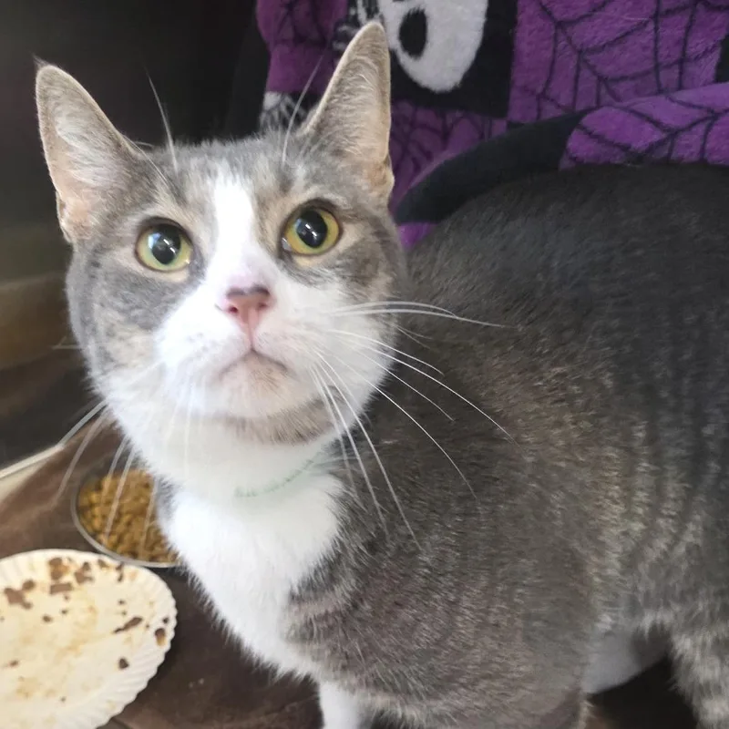 An adult large-sized female Black Domestic Short Hair cat named Penelope for adoption in Fort Wayne, IN
