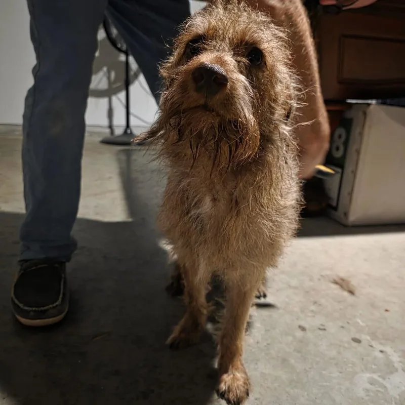 An adult small-sized male Brown / Chocolate Poodle dog named Thay for adoption in Allen, TX