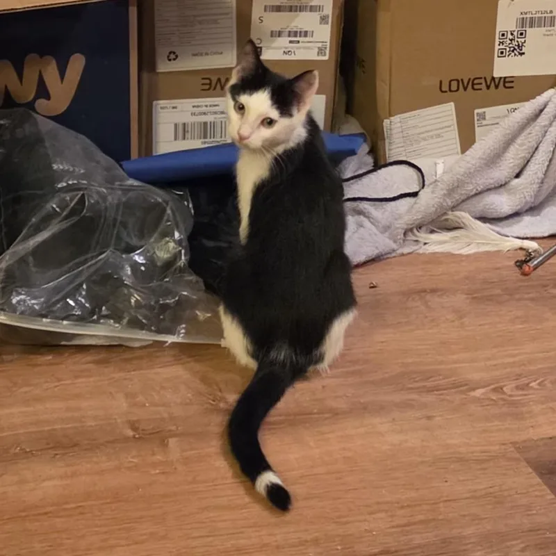 A baby small-sized male Black Domestic Short Hair cat named Paladin for adoption in Grantsville, UT