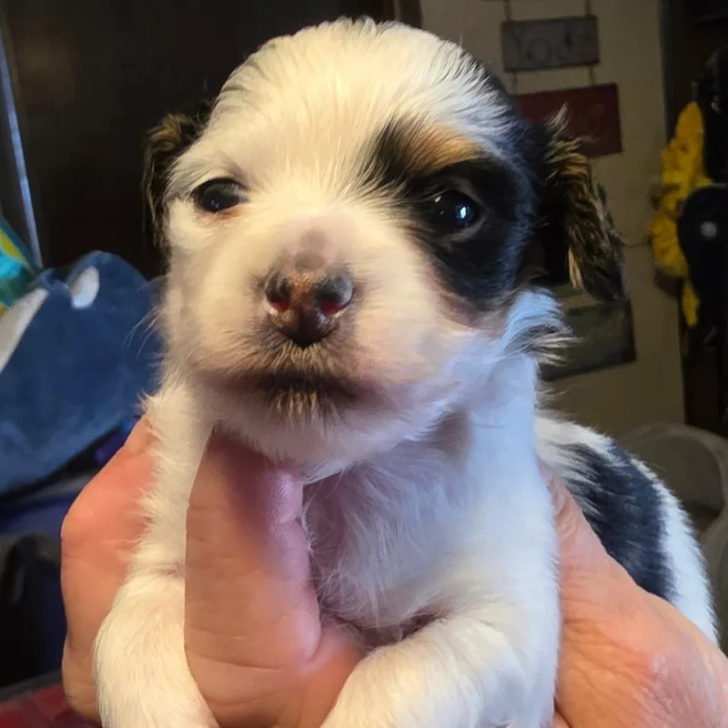 A baby small-sized female White / Cream Chihuahua dog named Riki for adoption in Goltry, OK