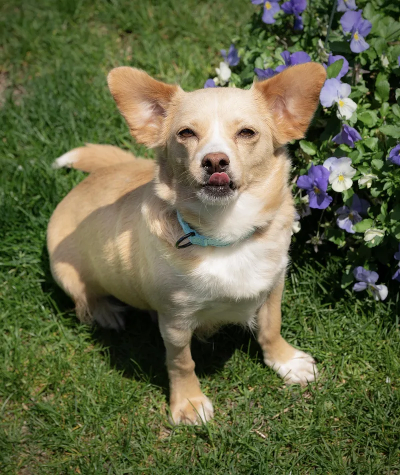 Peaches thumbnail 3