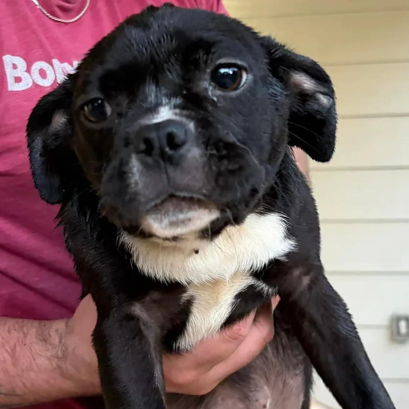 A baby medium-sized female Black Pug dog named Prism for adoption in Newcastle, OK