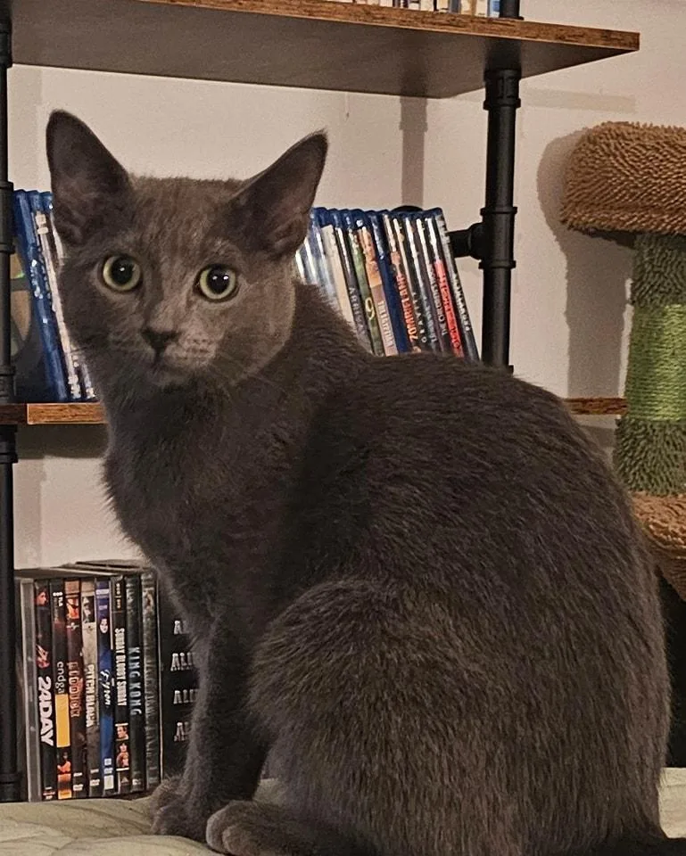 A young medium-sized female Gray / Blue / Silver Domestic Short Hair cat named Ashley for adoption in Chicago, IL